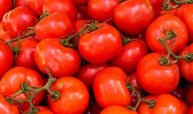 وزارعة الزراعة تكشف أسباب ارتفاع سعر الطماطم