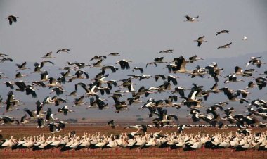 مصر تحتفل باليوم العالمي للطيور المهاجرة.. تفاصيل