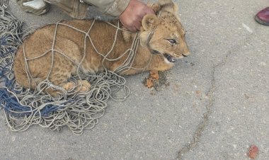 بالصور.. العثور على «أسد» مجهول يتجول في التجمع الأول