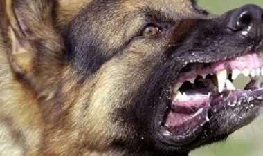 شاب يمزق جسد صديقه بسكين حتى الموت بسبب «كلب» في الغربية