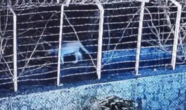 هلع في مومباي.. ظهور نمر يتجول بالقرب من مجمع سكني يثير القلق لدى السكان