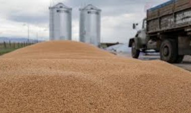 شون وصوامع المنيا تستقبل 113 ألف طن من محصول القمح لموسم حصاد 2024