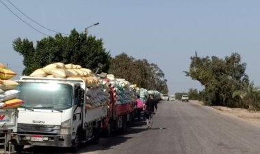 توريد ٤٢٣٠١٥ طن و ٢١٦ كيلو من محصول القمح لمواقع التخزين بالشرقية