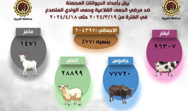 تحصين 204 آلاف رؤوس ماشية ضد الحمى القلاعية والوادي المتصدع بمحافظة الغربية