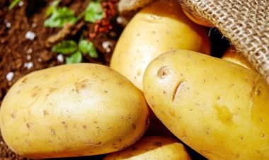 بالأرقام.. مصر تستورد أطنانًا من تقاوي البطاطس خلال شهر