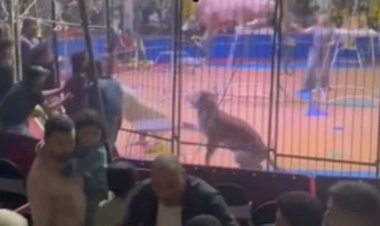 بعد واقعة النمر المفترس.. أنوسة كوتة: العروض مستمرة  في سيرك طنطا