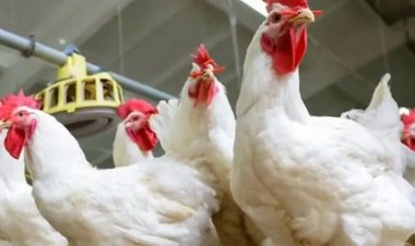 عاجل| بعد قضية السماسرة الـ7.. «الدواجن» تكشف عن الأسعار الحقيقية