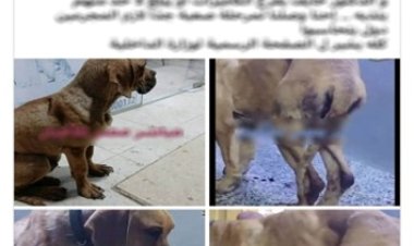 القبض على سيدة أدعت تعدي 4 شباب على كلب بالسويس