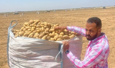 معامل مشروع مكافحة العفن البنى في البطاطس تواصل فحص عينات التصدير