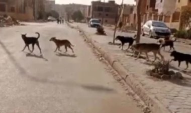  تفاصيل مصرع الطفلة سلسبيل إثر هجوم كلاب ضالة