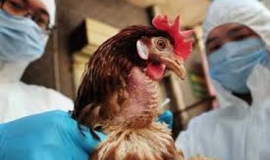 ظاهرة غريبة: عامل أمريكي يصاب بفيروس أنفلونزا الطيور من بقرة