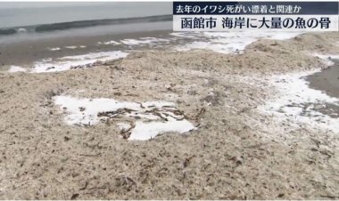 عظام على الشواطئ مثل الثلوج تثير الجدل باليابان