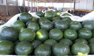 «الزراعة» تكشف حقيقة وجود بطيخ مسرطن في الأسواق