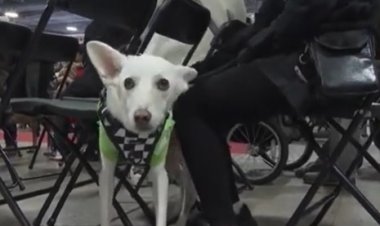 بسبب غلاء المعيشة.. تربية الحيوانات بديلاً للأطفال في تايوان