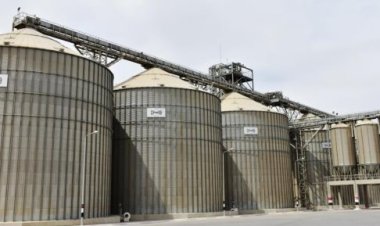 شون وصوامع المنيا تستقبل 188 ألف طن من محصول القمح لموسم حصاد 2024