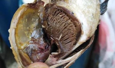 قبل شم النسيم.. كيف تفرق بين الفسيخ السليم والفاسد؟