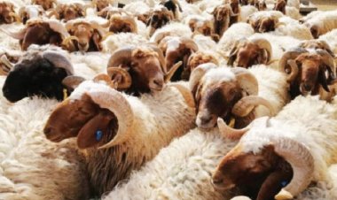 مع اقتراب عيد الأضحى.. الأزهر يحذر من  4 عيوب لا تجوز في الأضاحي