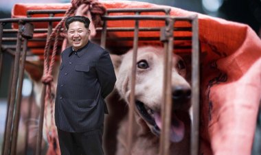 كيم جونج أون.. زعيم المحظورات في كوريا الشمالية يمنع تربية الكلاب