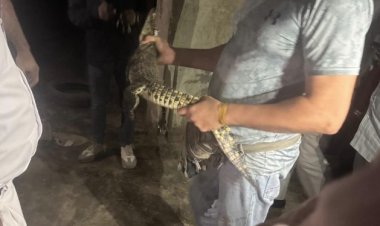 محافظة الجيزة تكشف ملابسات العثور على تمساح بأحد شوارع حدائق الأهرام (صور)