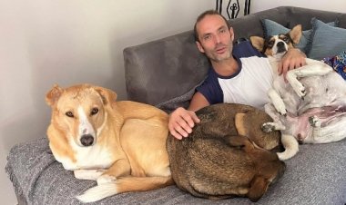 عمر حسن يوسف يثير الجدل بتصريحات حادة حول كلاب الشوارع