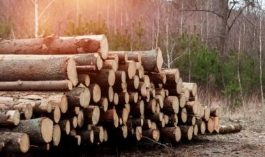 انخفاض أسعار الخشب اليوم