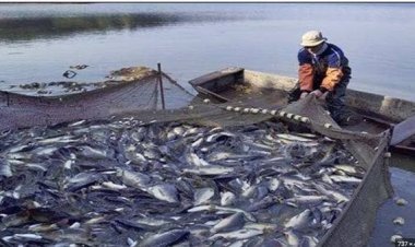 هذا الأسبوع.. مجلس الشيوخ يبحث سياسة الحكومة بشأن الثورة السمكية