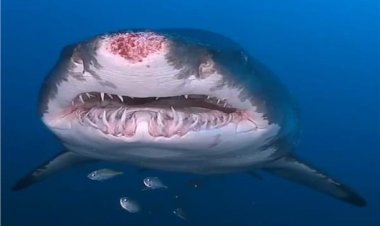 رئيس محميات البحر الأحمر يوضح لـ«العاصمة» حقيقة عودة القرش «ماكو» للشواطئ مرة أخرى