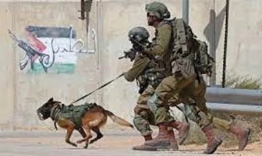 «كلاب غزة تنتصر على كلاب عوكيتس»... ارتباك في صفوف الاحتلال بسبب تكتيك جديد للمقاومة