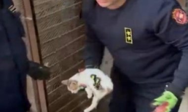 الحماية المدنية تنقذ قطة محتجزة داخل محل مغلق بالفيوم 