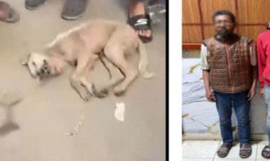 القبض على شقيقين لقيامها بإنهاء حياة كلب مريض في الشرقية 