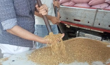 شون وصوامع المنيا تستقبل 132 ألف طن من محصول القمح