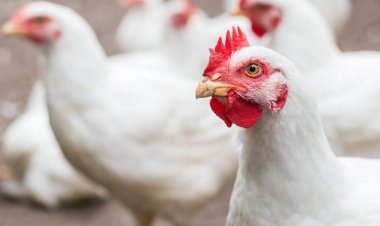 بورصة الدواجن اليوم.. أسعار الفراخ البيضاء السبت 20-4-2024