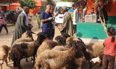 بيطري المنيا ينفذ 6 قوافل بيطرية مجانية بالتعاون مع معهد بحوث التناسليات الحيوانية