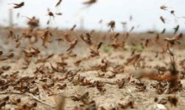 هل الجراد المنتشر بالحدود المصرية سينتقل إلى المدن؟.. مكافحة الآفات تجيب