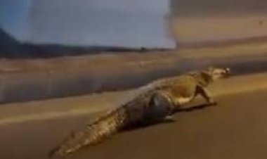 العثور على تمساح يتجول بالقرب من فيلا عصام صاصا   حدائق الأهرام 