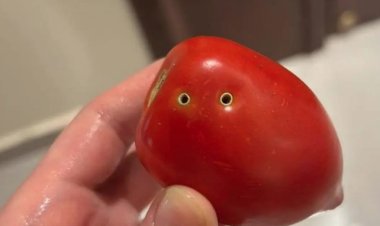 نقيب الفلاحين يوضح حقيقة الطماطم ذات الثقوب السوداء