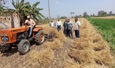 «الزراعة» تعلن بدء موسم حصاد وتوريد القمح