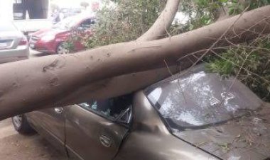 سقوط  شجرة يحطم سيارات في ميدان الاتحاد بالمعادي دون إصابات