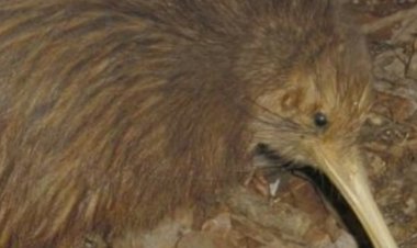 طائر على اسم فاكهة الكيوى!! ما الحكاية؟