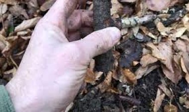 الواحدة منها تزن نصف طن.. اكتشاف أراضٍ ملغمة بقنابل الحرب العالمية