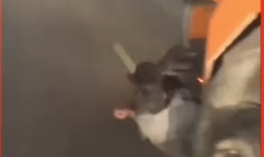 «بره مصر».. كشف حقيقة فيديو دهس سيارة نقل شخصين والسير بهما أسفل السيارة