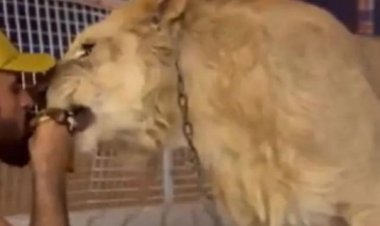 «رجل يشارك أسد الطعام» يثر جدلاً واسعًا على السويال ميديا