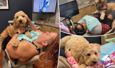 كلاب في عيادة الأسنان لعناق المرضى.. تفاصيل