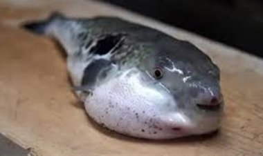 "متحدث الصحة" يكشف أعراض التسمم بسمكة الأرنب