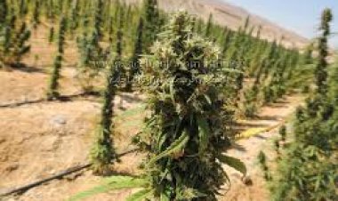 العثور على 3 أفدنة مزروعة بانجو في الواحات 