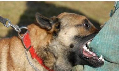 إصابة 23 شخصا هاجمهم كلب مفترس بمنطقة منشأة ناصر.. والتحريات: «قتله الأهالى»