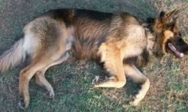 القبض على صاحب ورشة لحام تعدى على كلب بفيصل.. والمتهم: «كنت أدافع عن ابنتى»