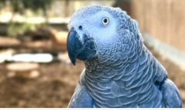ببغاوات «سليطة اللسان».. بريطانيا تعيد تأهيل الببغاء (تفاصيل)