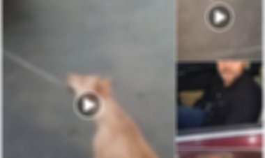 ضبط قائد سيارة بالإسكندرية بعد سحل كلب.. والمتهم يكشف سبب الواقعة