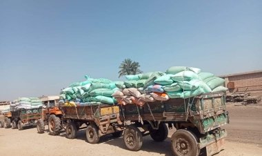 شون وصوامع المنيا تستقبل 146 ألف طن من محصول القمح لموسم حصاد 2024